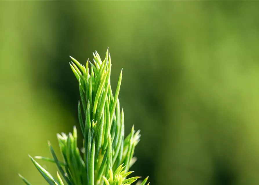 Picea glauca 'Conica'