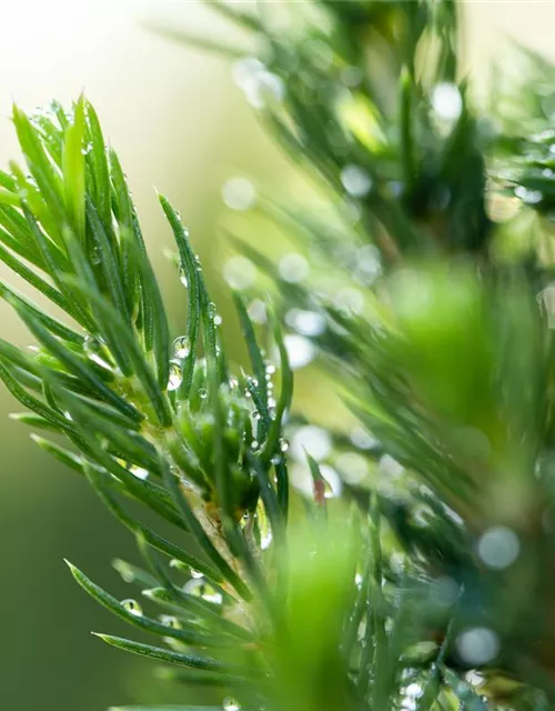 Picea glauca 'Conica'