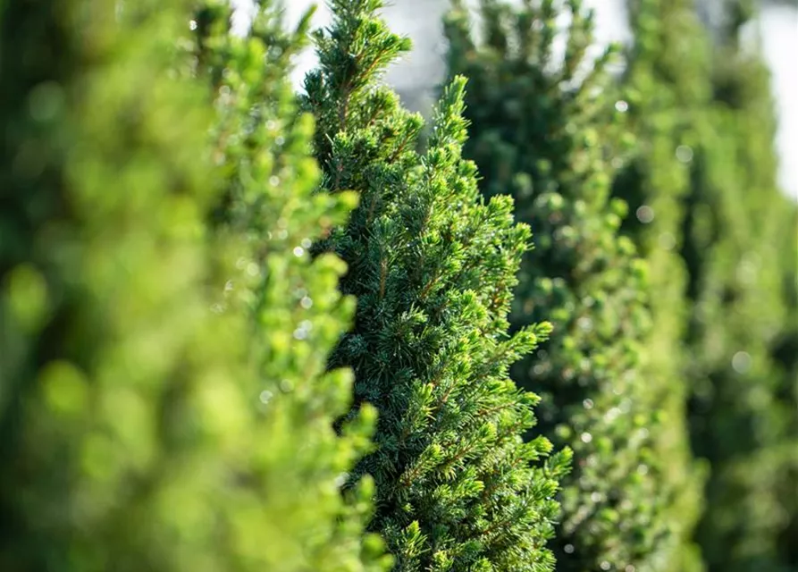 Picea glauca 'Conica'