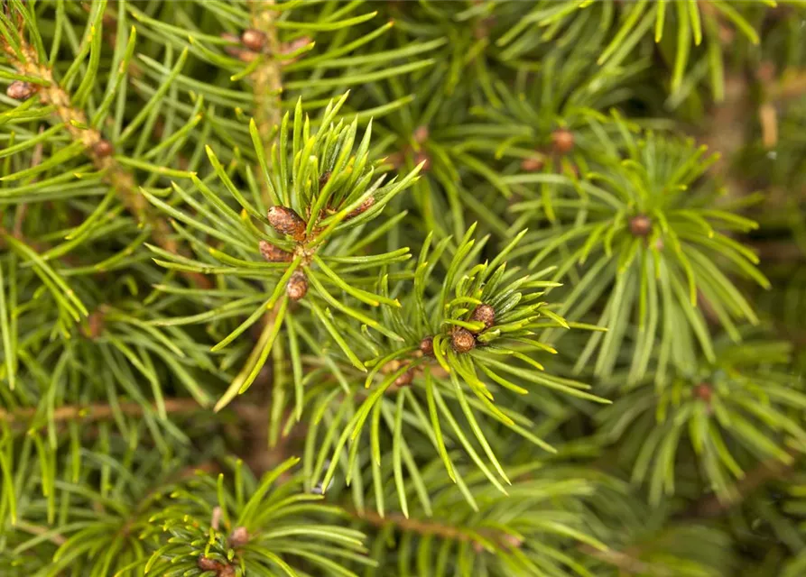 Picea glauca 'Conica'