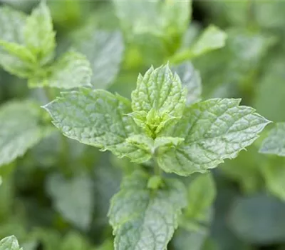 Mentha spicata 'Maroccan'