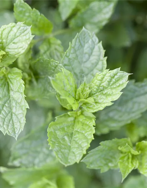 Mentha spicata 'Maroccan'