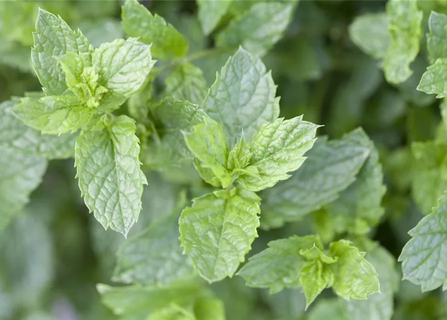 Mentha spicata 'Maroccan'