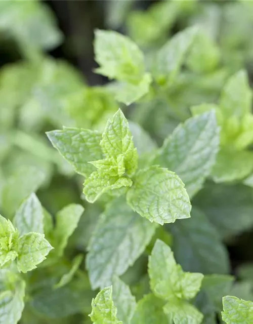 Mentha spicata 'Maroccan'