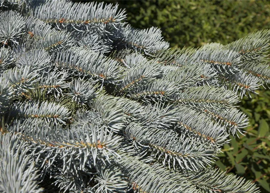 Picea pungens