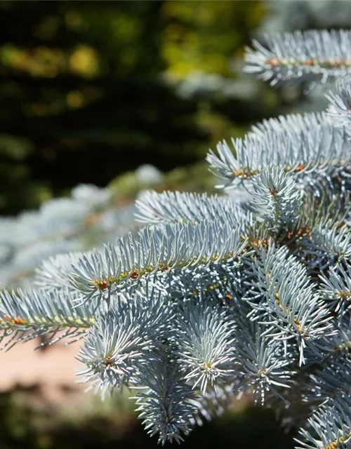 Picea pungens