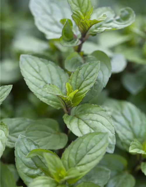 Mentha x piperita 'Chocolate'