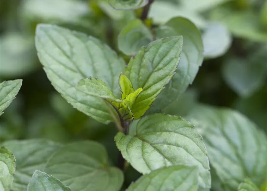 Mentha x piperita 'Chocolate'