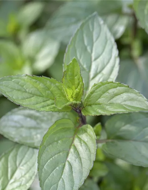 Mentha x piperita 'Chocolate'