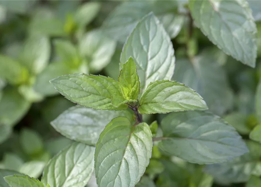 Mentha x piperita 'Chocolate'