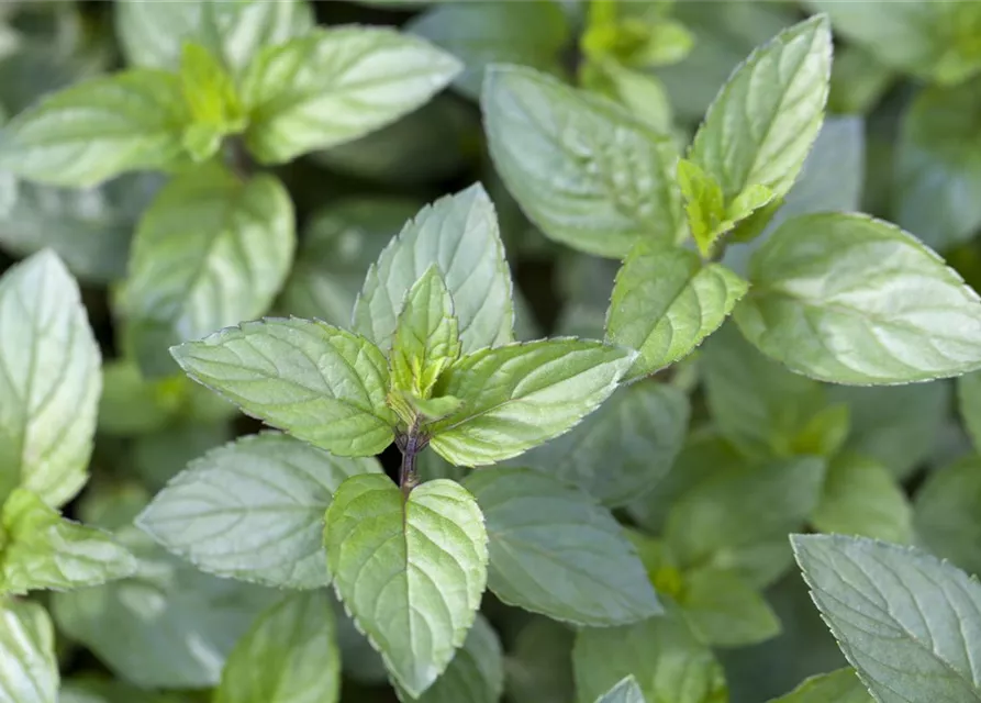 Mentha x piperita 'Chocolate'