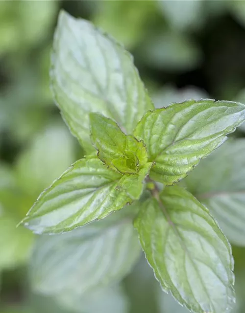 Mentha x piperita 'Chocolate'