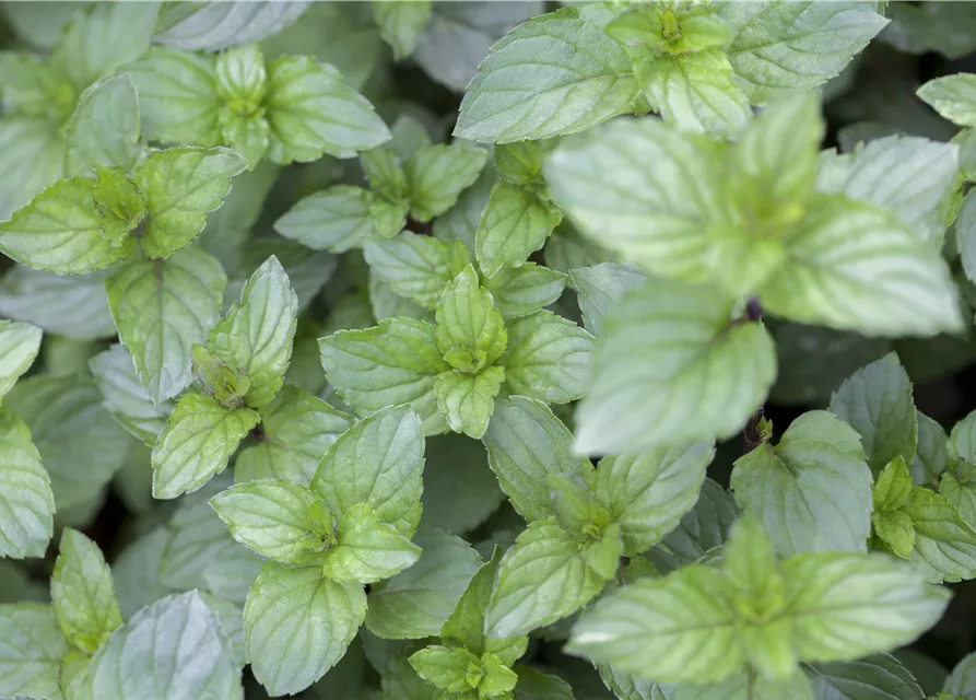 Mentha x piperita 'Chocolate'