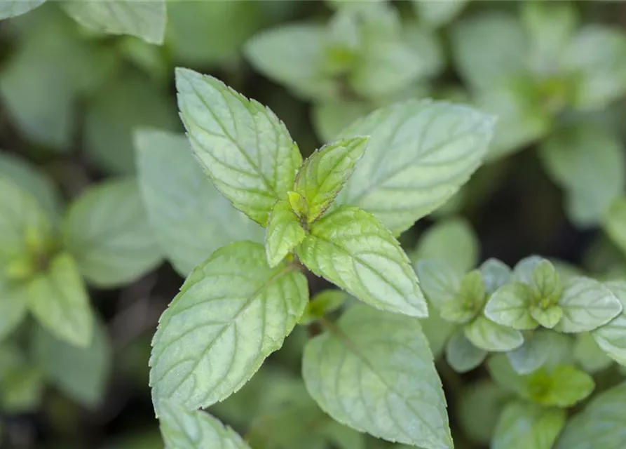 Mentha x piperita 'Chocolate'