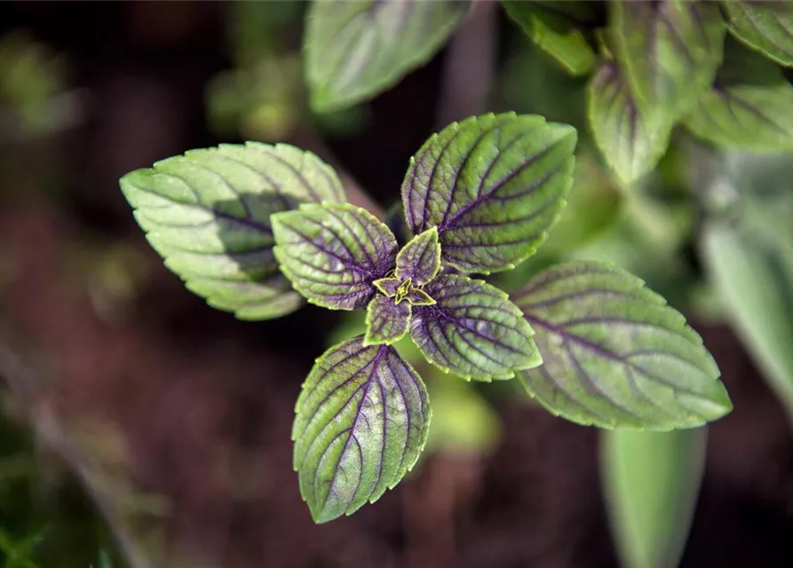 Mentha x piperita 'Chocolate'