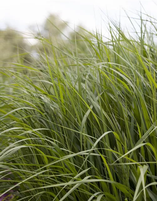 Panicum virgatum