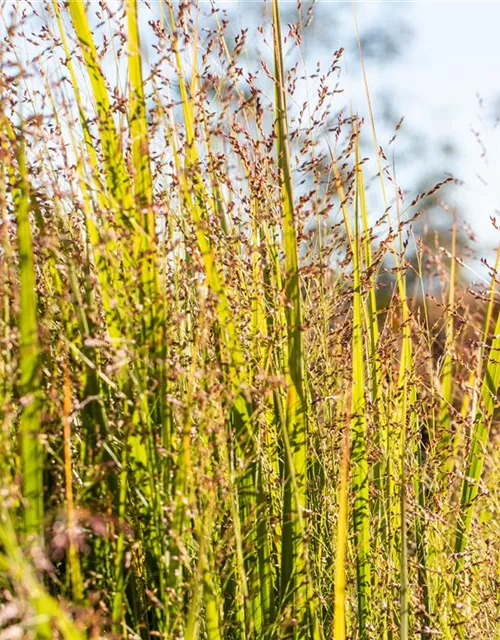 Panicum virgatum