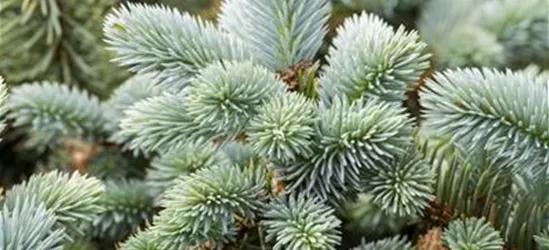 Picea pungens 'Glauca'