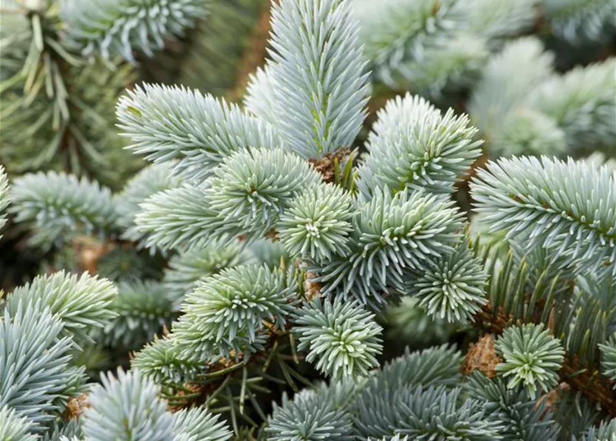 Picea pungens 'Glauca'