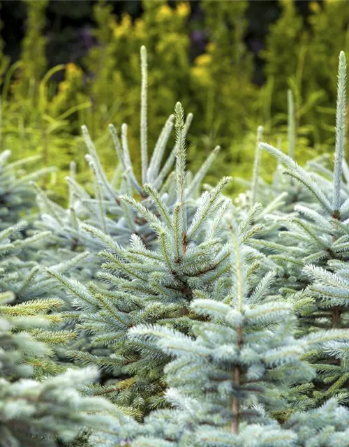 Picea pungens 'Glauca'