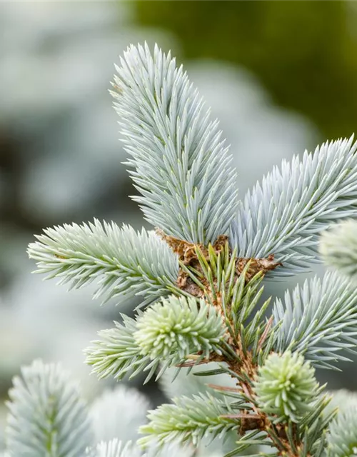 Picea pungens 'Glauca'