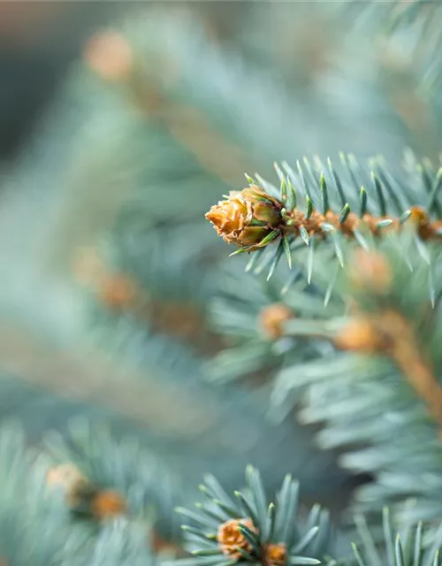 Picea pungens 'Glauca'