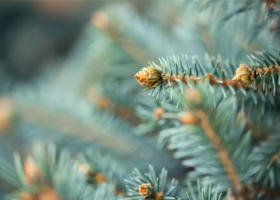 Picea pungens 'Glauca'