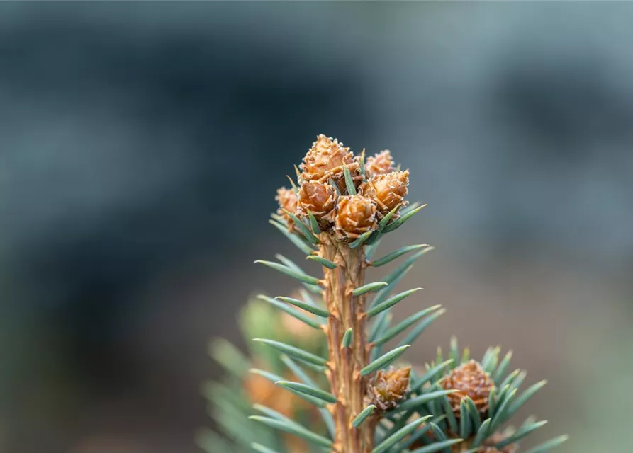 Picea pungens 'Glauca'