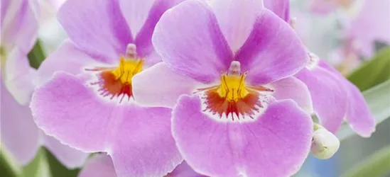 Miltonia