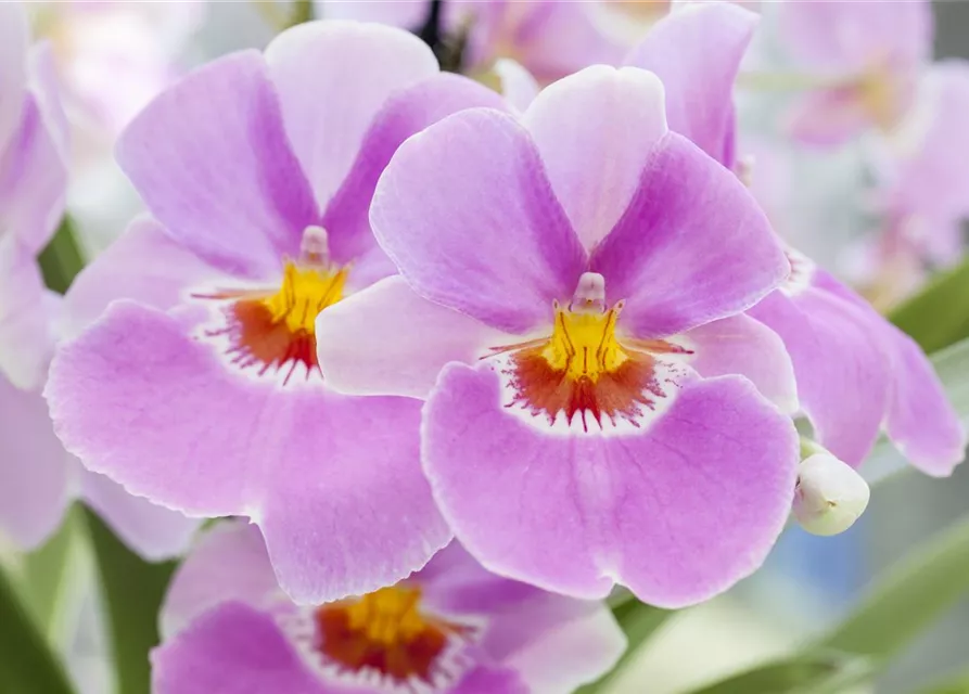 Miltonia