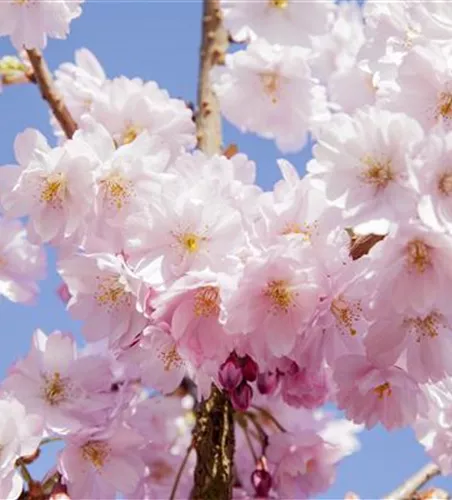 Prunus serrulata