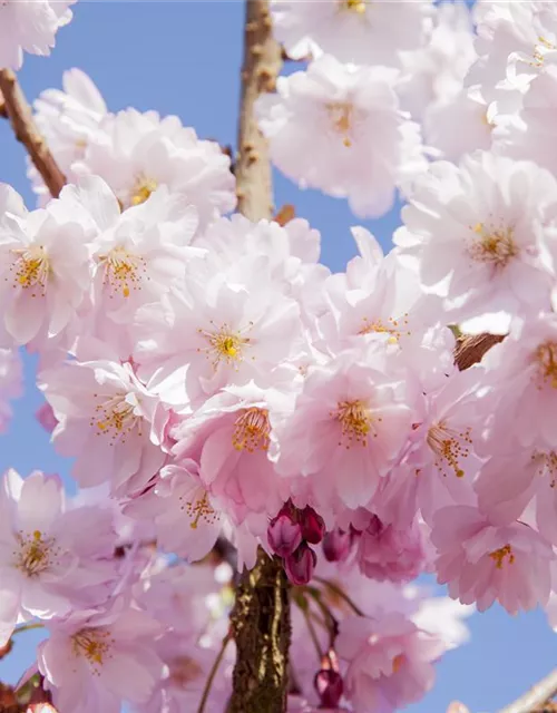 Prunus serrulata