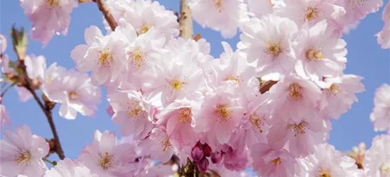 Prunus serrulata