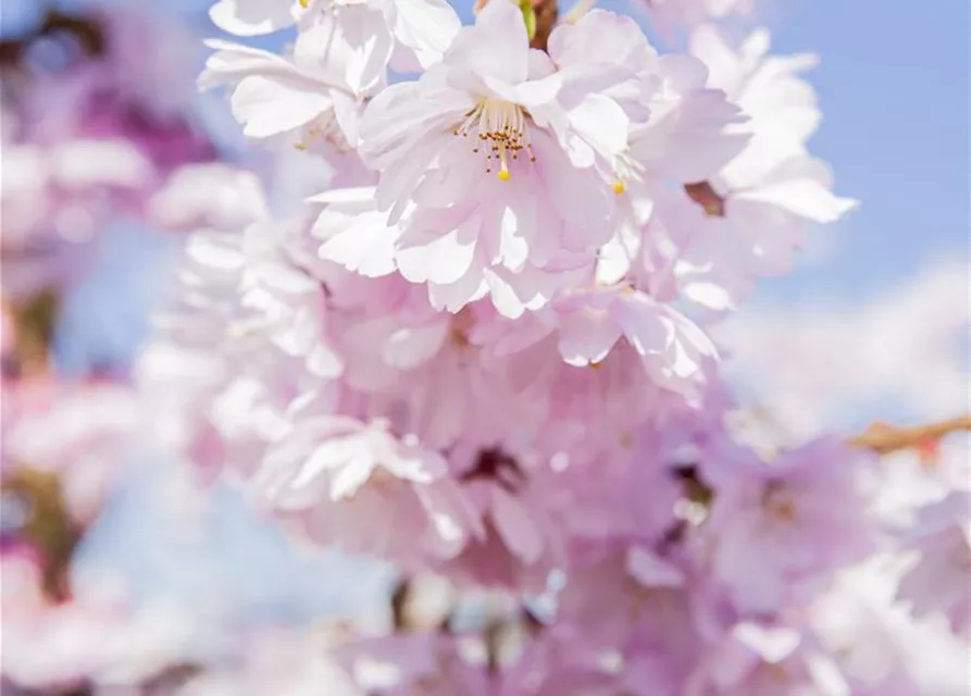 Prunus serrulata