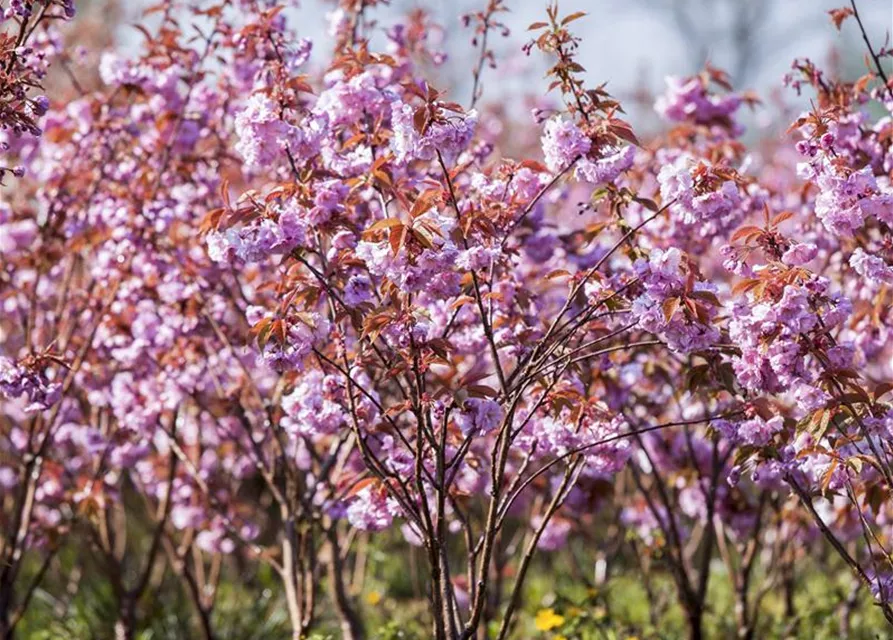 Prunus serrulata 'Kanzan'