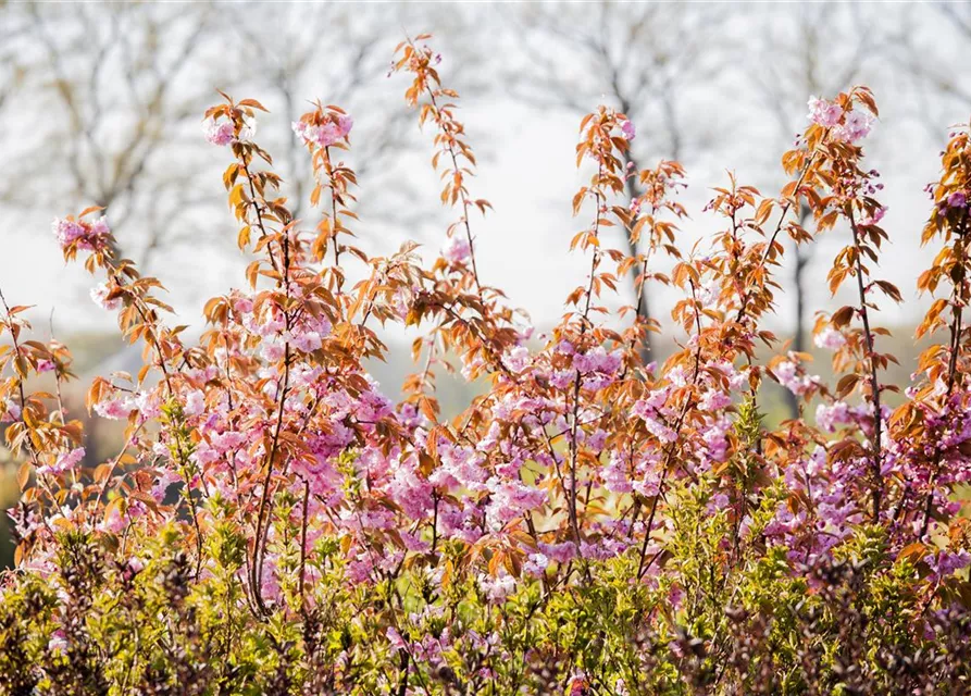 Prunus serrulata 'Kanzan'