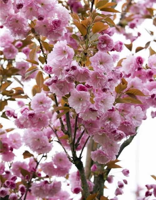 Prunus serrulata 'Kanzan'