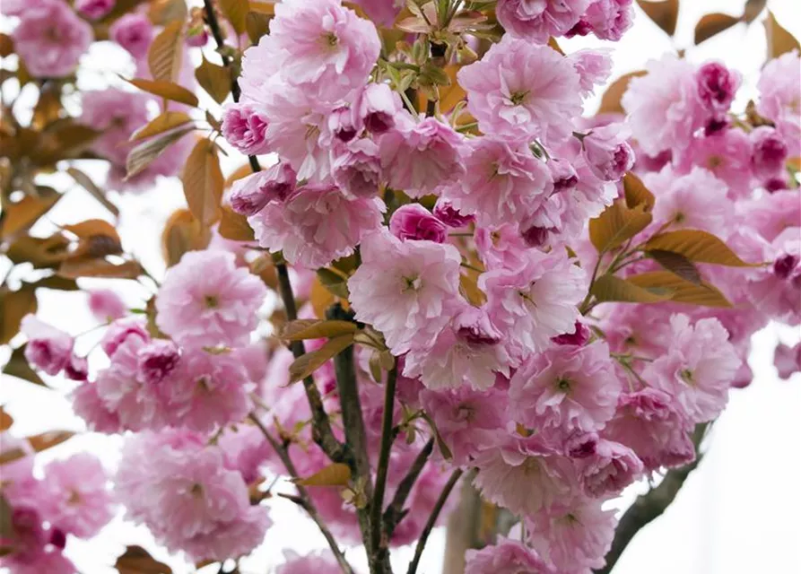 Prunus serrulata 'Kanzan'