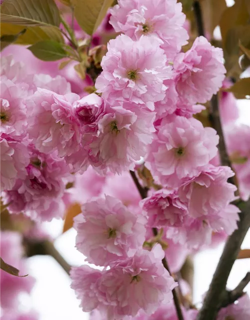 Prunus serrulata 'Kanzan'