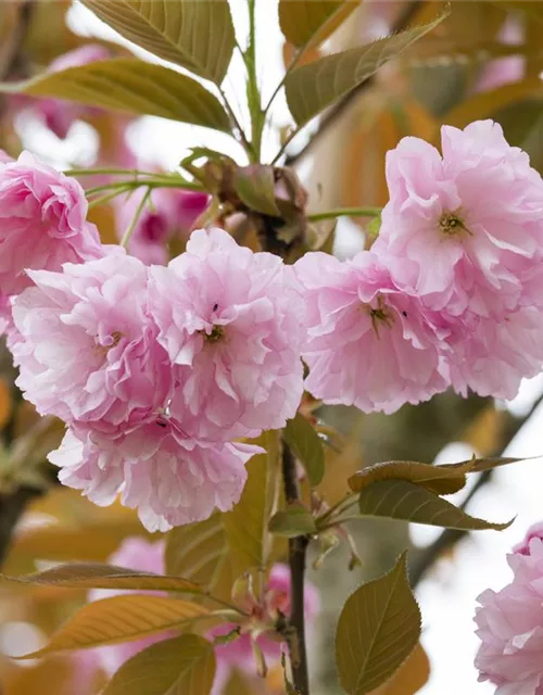 Prunus serrulata 'Kanzan'