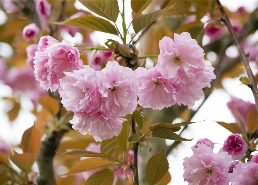 Prunus serrulata 'Kanzan'