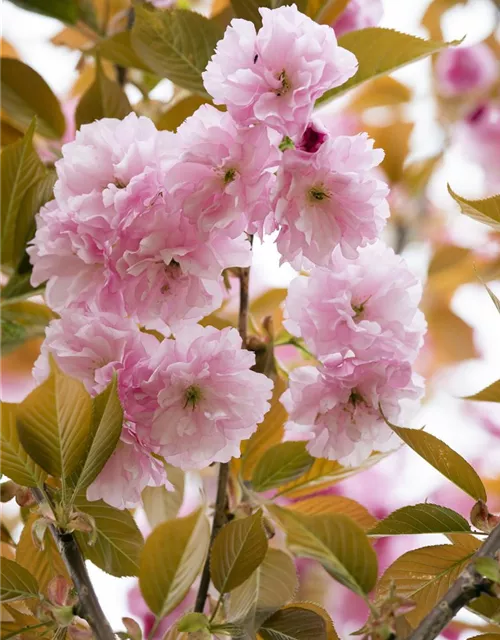 Prunus serrulata 'Kanzan'