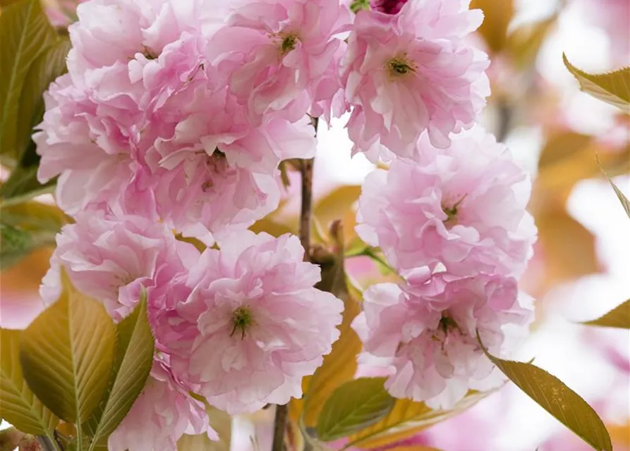 Prunus serrulata 'Kanzan'