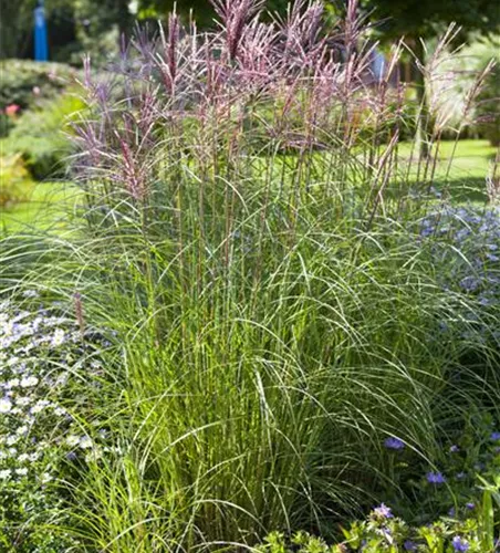 Miscanthus sinensis