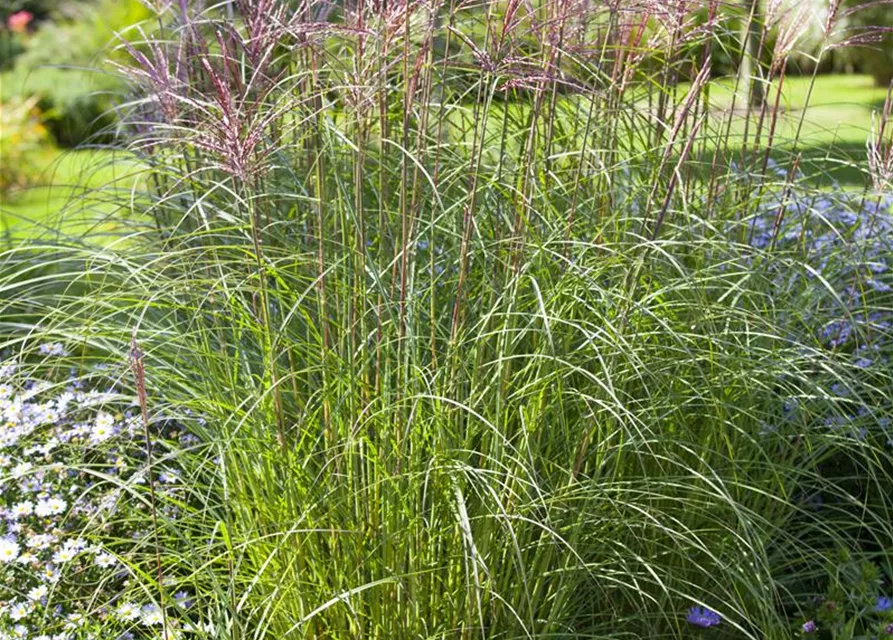 Miscanthus sinensis