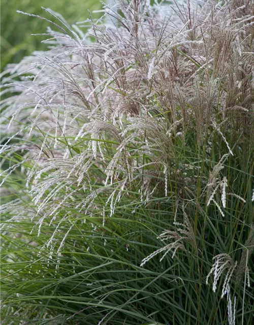 Miscanthus sinensis