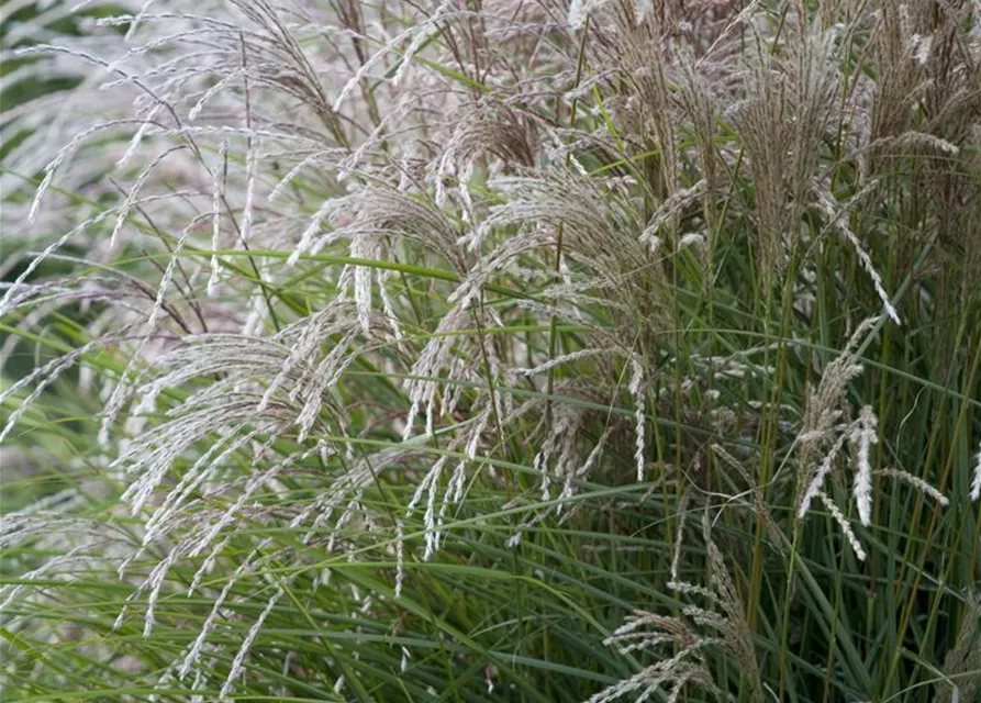 Miscanthus sinensis