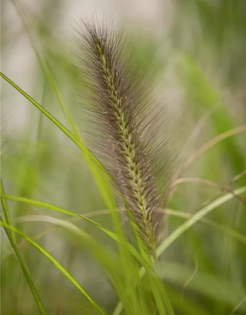 Miscanthus sinensis