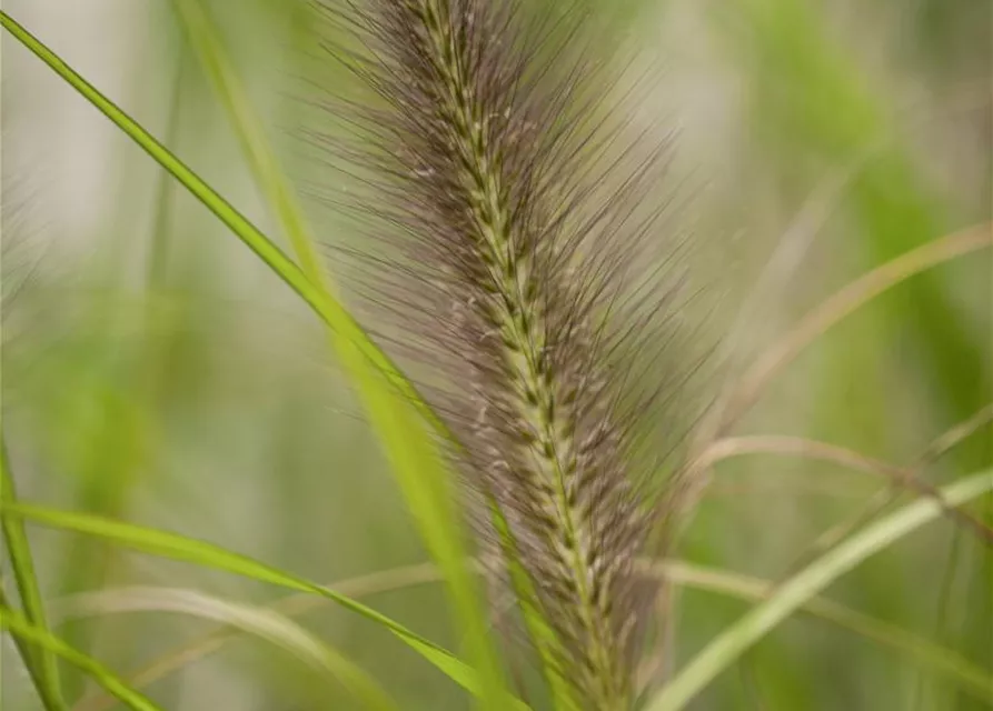 Miscanthus sinensis