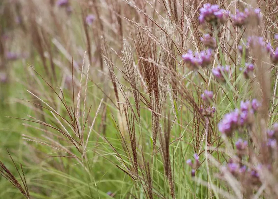 Miscanthus sinensis